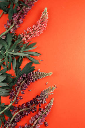 Red paper mockup for textの写真素材