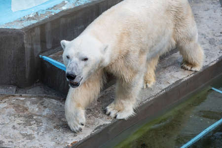 Polar bear in the zooの写真素材