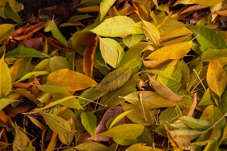 Autumn leaves background