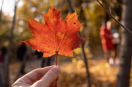 Maple leaf holding in hand