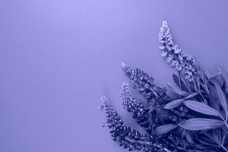 Background in trendy violet colorの写真素材