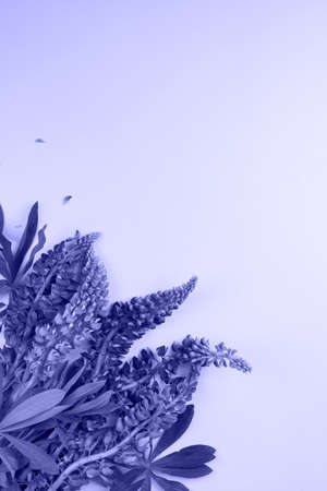 Background in trendy violet colorの写真素材