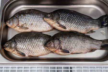 Fresh raw carp fish