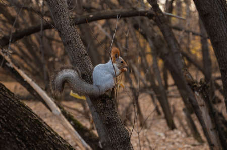 Squirrel eating from a feeder