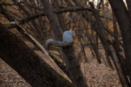 Squirrel on the branch of the treeの写真素材