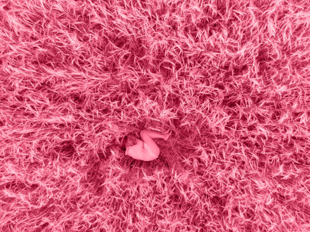 Trendy Color of the year 2023: Viva Magentaの写真素材