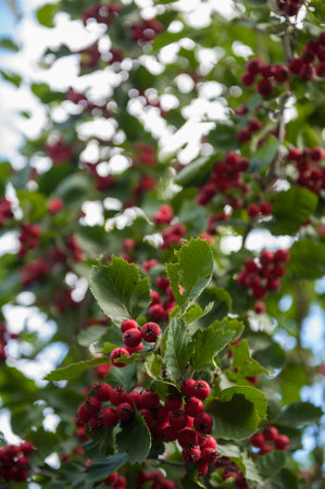 Red wild hawthorn berries on branchesの写真素材