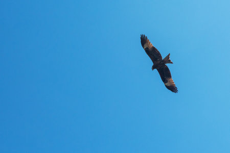 Black kite bird flying