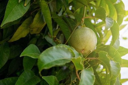 Passion fruit growingの写真素材