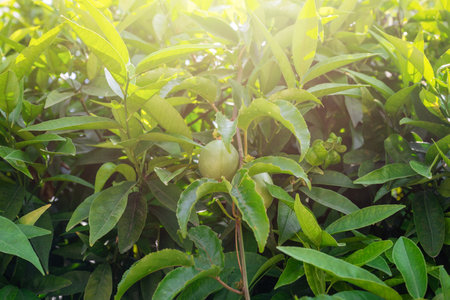 Passion fruit growingの写真素材