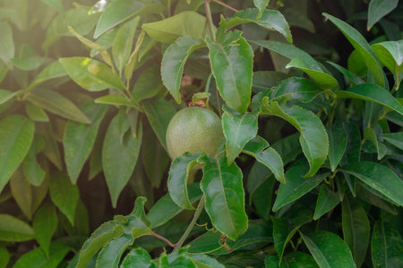 Passion fruit growingの写真素材