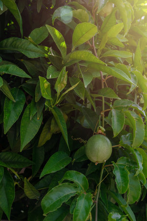 Passion fruit growingの写真素材
