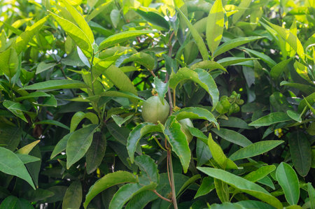 Passion fruit growingの写真素材