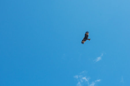 Black kite bird flyingの写真素材