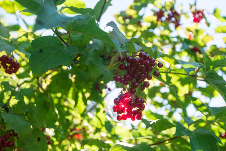 Red viburnum branch berriesの写真素材