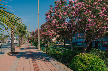 Summer blooming oleander flowers in residential area on Alanyaの写真素材