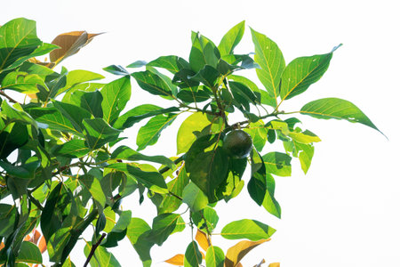 Lemon growing on the tree in the gardenの写真素材