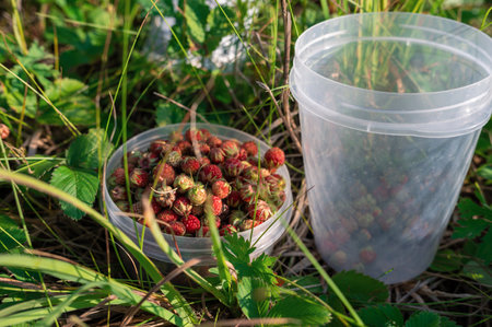Gathering wild strawberryの写真素材