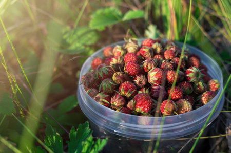 Gathering wild strawberryの写真素材