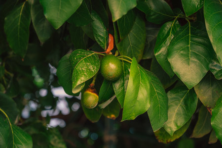 Avocado fruits on a Avocado tree in a garden.の写真素材