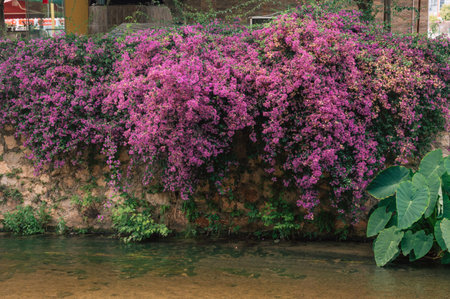 Summer blooming oleander flowers in residential area on Alanya streetの写真素材