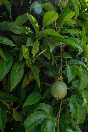 Passion fruit maracuja growing on the tree in the garden, beauty summer dayの写真素材