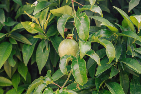 Passion fruit maracuja growing on the tree in the garden, beauty summer dayの写真素材