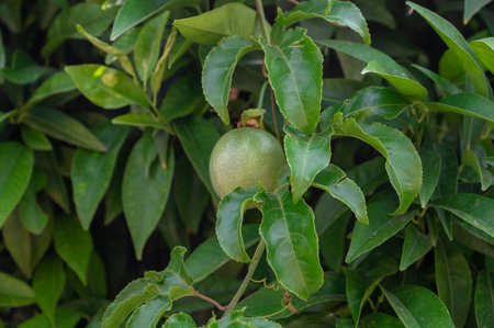 Passion fruit maracuja growing on the tree in the garden, beauty summer dayの写真素材
