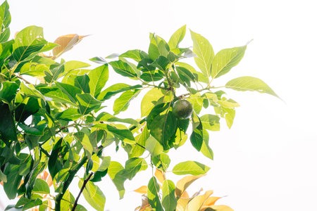 Avocado fruits on a Avocado tree in a garden. Avocado production or agriculture conceptの写真素材