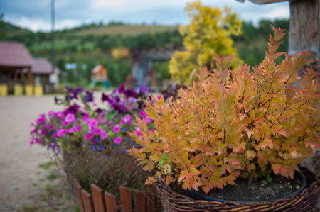 Japanese spirea Firelight closeup on the homestead. Latin name - Spiraea japonica Firelightの写真素材