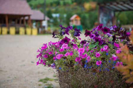 Petunia flowers closeup on the homestead.の写真素材