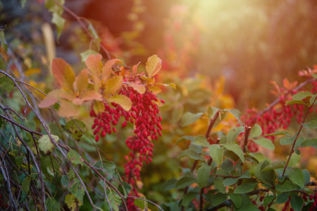 Red Berberis vulgaris berries on branch in autumn garden, ready for harvesting.の写真素材