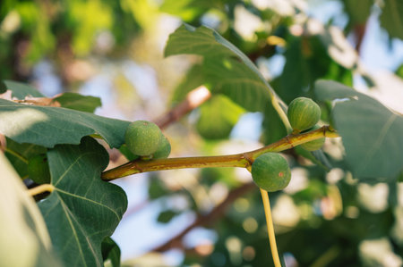 Growing Fig fruits on branches of a fig tree, beauty summer dayの写真素材