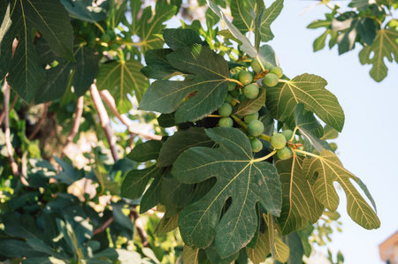 Growing Fig fruits on branches of a fig tree, beauty summer day
