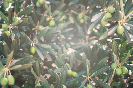 Green olives growing in olive tree, in mediterranean plantation, beauty summer dayの写真素材