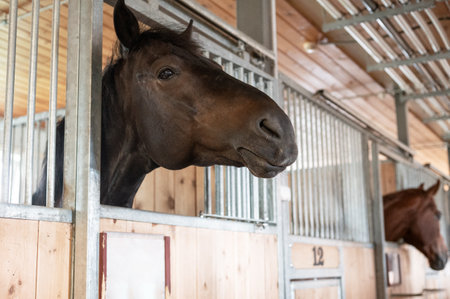 Beautiful horse standing in a stall in the modern stable.の写真素材