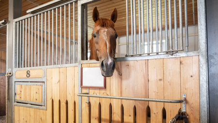 Beautiful horse standing in a stall in the modern stable.の写真素材
