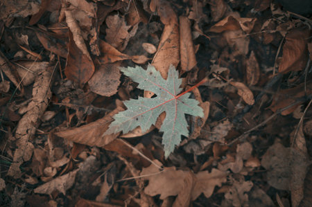 A green maple leaf stands out distinctly amid a sea of fallen autumn leaves scattered aroundの写真素材