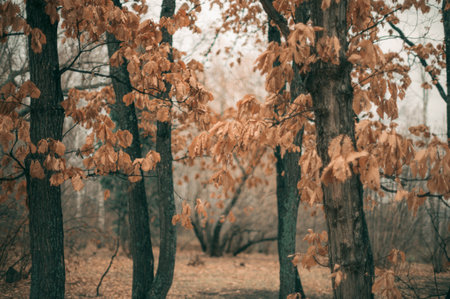 A tranquil autumn forest filled with golden leaves, showing the stunning beauty of nature in its seasonal transition, small dofの写真素材