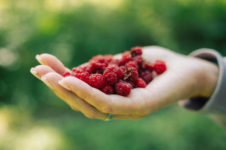 Close-up of a hand holding fresh red raspberries with a blurred green nature background, symbolizing healthy and organic food.の写真素材