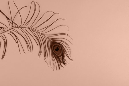 Peacock plume on colored in trendy Mocha Mousse colorの写真素材