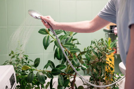 A person uses a handheld shower head to water green indoor plants in a bathroom.の写真素材