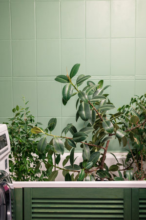 Warm shower for home plants in the bathroomの写真素材
