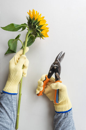 Gardening gloves and pruning shears for pruning sunflowers.の写真素材