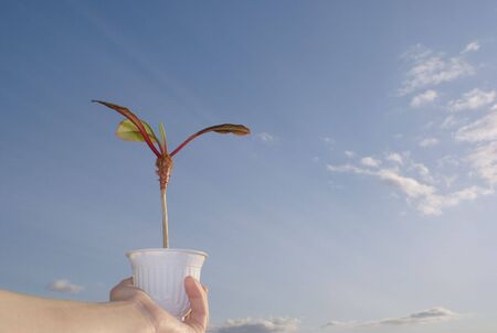 The nature and plant, weather and the skyの写真素材