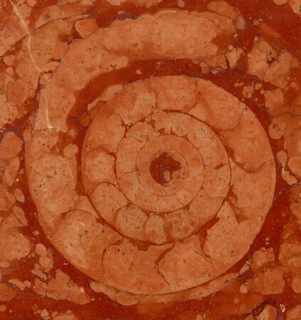 ammonite in marbleの写真素材