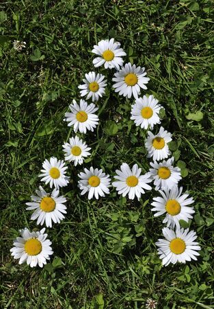 letter of daisiesの写真素材