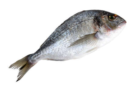 dorado fish