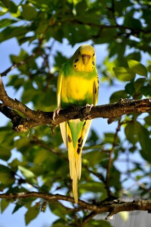 budgie in a treeの写真素材