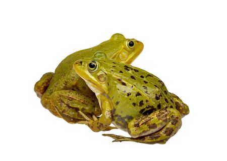 two frogsの写真素材